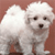 Dog Buddy Icon 151
