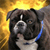 Dog Buddy Icon 144
