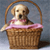 Dog Buddy Icon 143