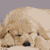 Dog Animated Icon 48