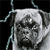 Dog Animated Icon 27