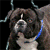 Dog Animated Icon 14