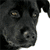Dog Animated Icon 9