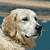 Dog Animated Icon 8