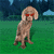 Dog Animated Icon 5