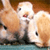 Rabbit Buddy Icon 34