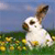 Rabbit Buddy Icon 31