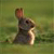 Rabbit Buddy Icon 29