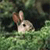 Hare Buddy Icon 27