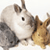 Rabbit Buddy Icon 22