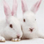 Rabbit Buddy Icon 20