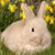 Rabbit Buddy Icon 37