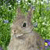 Hare Buddy Icon