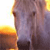 Horse Buddy Icon 208