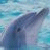 Dolphin 8