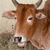 Cow Icons 18