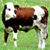 Cow Icons 21