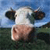 Cow Icons 26