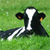 Cow Icons 36