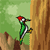 Woodpecker Icon 200