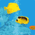 Fish Icon 12