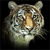 Tiger Buddy Icon 200