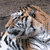 Tiger Buddy Icon 201