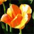 Spring Flowers Icon 14