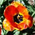 Spring Flowers Icon 17
