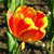 Spring Flowers Icon 18