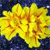 Spring Flowers Icon 26