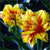 Spring Flowers Icon 27