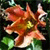 Spring Flowers Icon 28