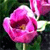 Spring Flowers Icon 31