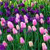 Spring Flowers Icon 5