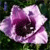 Spring Flowers Icon 6