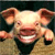 Crazy Pig Icon