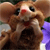 Hamster Buddy Icon