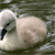 Duckling Buddy Icon 2