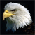 Eagle Buddy Icon 2