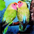 Parrots Buddy Icon