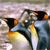Penguins Buddy Icon 3