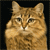 Cat Buddy Icon 335