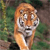 Tiger Buddy Icon 16