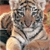Tiger Buddy Icon 6