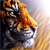 Tiger Buddy Icon 7