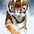 Tiger Buddy Icon