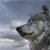 Wolf Buddy Icon 3