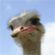 Ostrich Buddy Icon