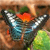 Beauty Butterfly Icon 2
